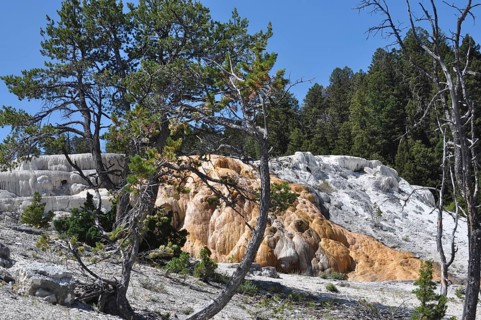Hill with mineral deposits and hot springs surrounded by trees, Yellowstone National Park, Wyoming,