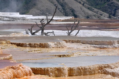 Step-like hot springs with mineral deposits and dead trees in the background, Yellowstone National