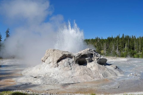 Geyser bubbles water into the air as steam rises surrounded by woodland, Yellowstone National Park,