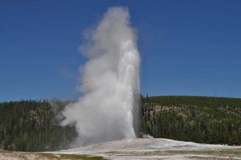 A geyser blows up a large amount of steam surrounded by a wooded area, Old Faithful, Yellowstone