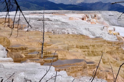 Multicolor volcanic mineral deposits and dead vegetation, Yellowstone National Park, Wyoming, USA