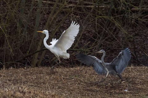Territorial fight between grey heron (Ardea cinerea) and great egret (Ardea alba), Hesse, Germany