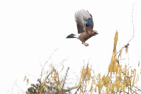 A jay (Garrulus glandarius) flies over flowering hazelnut branches against a clear sky, Hesse,