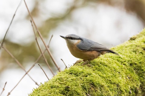 A nuthatch (Sitta europaea) sitting on a moss-covered branch, surrounded by natural surroundings