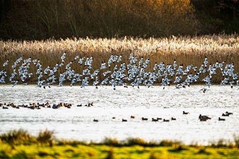 Pied Avocet, Recurvirostra avosetta, birds in flight over marshes, Devon, England, United Kingdom