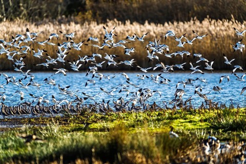 Pied Avocet, Recurvirostra avosetta, birds in flight over winter marshes, Devon, England, United