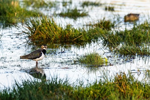 Northern Lapwing, Vanellus vanellus, bird on marshes, Devon, England, United Kingdom
