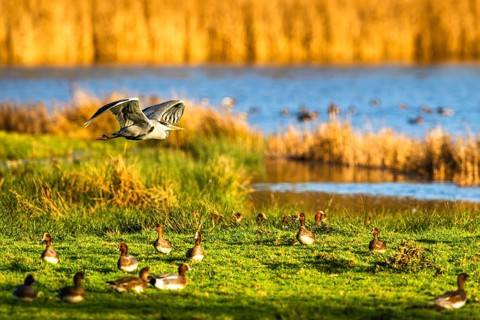 Grey Heron, Ardea cinerea, bird in winter on marshes in winter soft morning light, Devon, England,