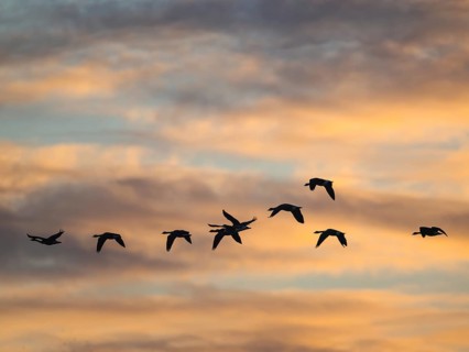 Canada Goose, Branta Canadensis, birds in flight over marshes at sunset, Devon, England, United