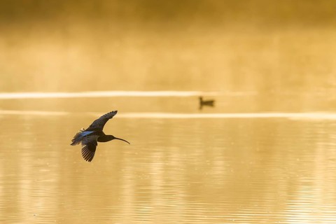 Eurasian Curlew, Numenius arquata, birds in flight over marshes at sunrise, Devon, England, United