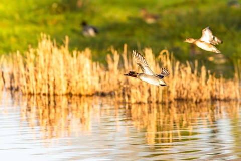 Eurasian Teal, Anas crecca, birds in flight over marshes, Devon, England, United Kingdom