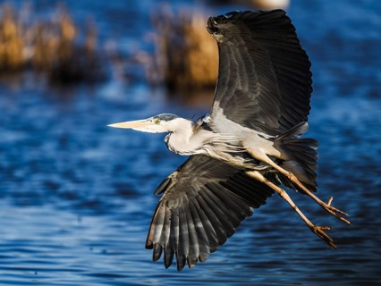 Grey Heron, Ardea cinerea, bird in winter on marshes in winter, Devon, England, United Kingdom