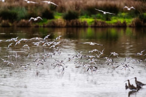 Eurasian Curlew, Numenius arquata, birds in flight over marshes, Devon, England, United Kingdom