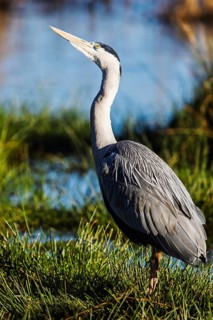 Grey Heron, Ardea cinerea, bird in winter on marshes in winter, Devon, England, United Kingdom