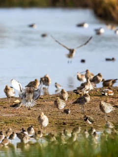 Eurasian Curlew, Numenius arquata, birds in flight over marshes at sunrise, Devon, England, United