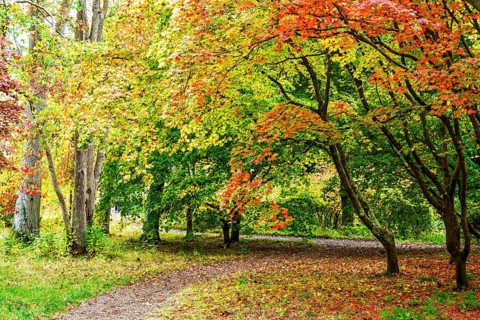 The color of autumn trees and leaves, Bodnant Garden, Conwy River, Colwyn Bay, Conwy, Wales, United