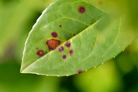 Close-up, close-up, macro shot, disease, infested, shot blight on cherry laurel (Stigmina