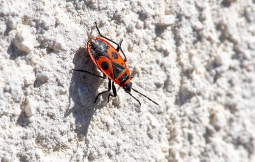 Close-up, close-up, macro shot, fire bug (Pyrrhocoridae) on house wall, Stuttgart,
