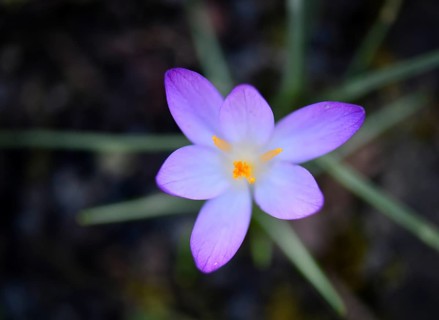 Close-up, close-up, macro shot, crocus, crocuses (Crocus), flower, crocus flower, purple,