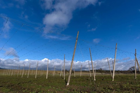 Hop poles, rain clouds gathering behind (Nimbostratus), Eckenhaid, Middle Franconia, Bavaria,