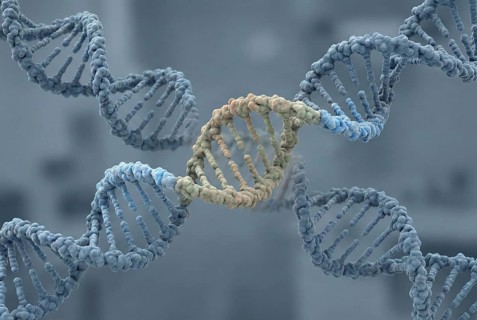 Molecular view of a human DNA double helix embedding tightly integrated sequences of ancient