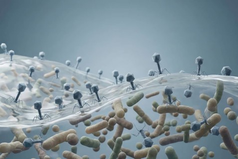 A balanced ecosystem in the gut: billions of beneficial bacteriophages (viruses) coexist peacefully