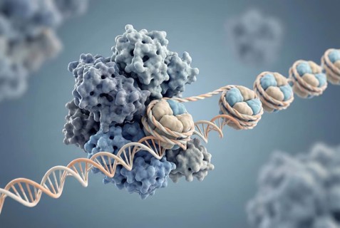 High-resolution molecular illustration of a chromatin remodeling complex that uses ATP energy to