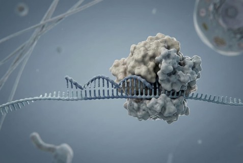 Cellular interior view in which a short microRNA (miRNA) binds to a messenger RNA (mRNA) and thus