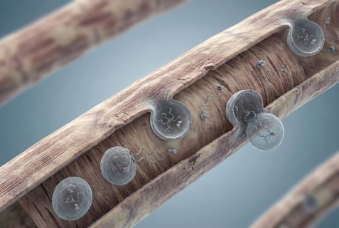 Microscopic visualisation of therapeutic exosomes (small extracellular vesicles) that are released