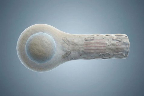 Scientific 3D rendering showing the differentiation of pluripotent stem cells into beating
