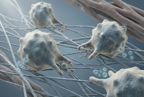 Images of healing (M2) macrophages in cardiac tissue that clear cellular debris after inflammation