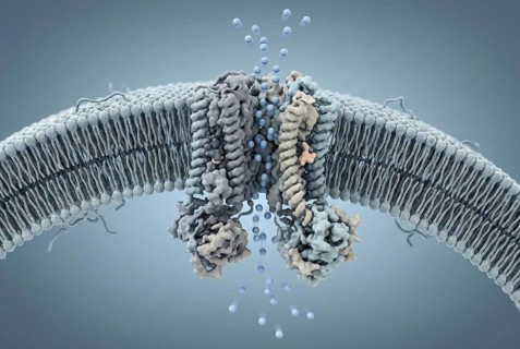 Molecular view of the cell membrane: A defective CFTR ion channel (cause of cystic fibrosis) is