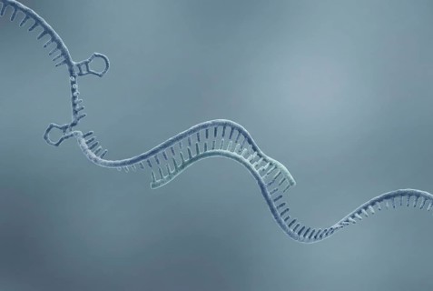 Molecular close-up of an antisense oligonucleotide (ASO) (a short, synthetic piece of DNA, RNA)