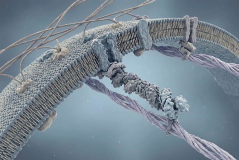 Microscopic view of muscle cells: After gene therapy, a functional, shortened version of the