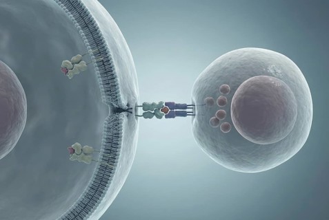 Molecular view of autoantibodies that bind to the surface of an insulin-producing beta cell in the