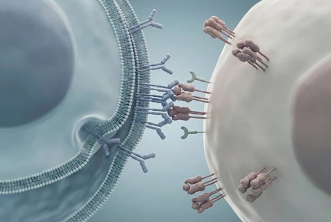 A regulatory T cell (Treg) interacts with an overactive immune cell to suppress an autoimmune