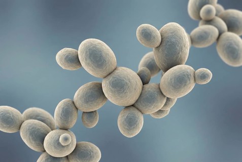Microscopic 3D visualization of the multi-resistant yeast Candida auris, which shows sprouting