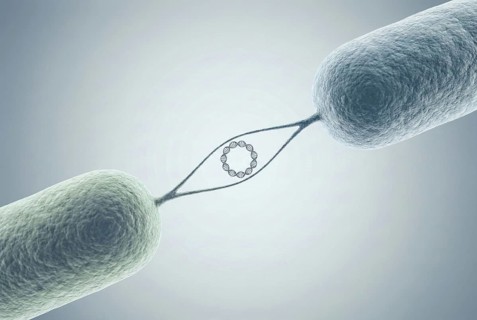 Scientific 3D illustration of two bacteria that are connected via a pilus and exchange a