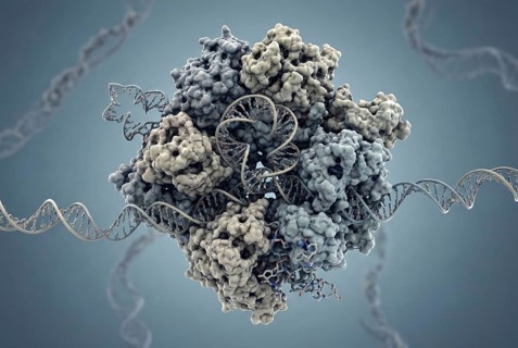 Molecular close-up of a spliceosome complex in the cell nucleus that cleaves introns from a