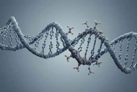Microscopic molecular visualisation of DNA methylation: small chemical methyl groups attach