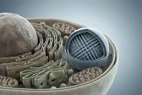 Inside view of a eukaryotic cell: researchers have implanted an artificial organelle (a synthetic,