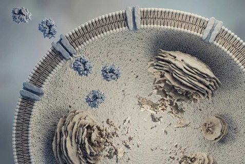View of a lysosome (the cell's waste disposal system) : Therapeutic recombinant enzymes (enzyme