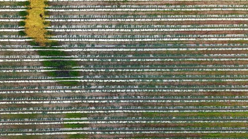 Aerial top-down view of cultivated watermelon, fruits and vegetable fields arranged in neat