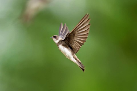 Sand martin (Riparia riparia), in flight, Reussegg nature reserve, Canton Aargau, Switzerland