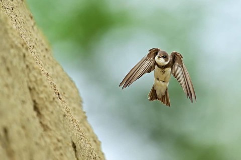 Sand martin (Riparia riparia), approaching the breeding tube, Reussegg nature reserve, Canton