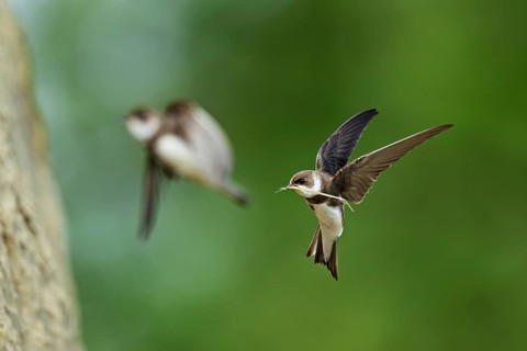 Sand martin (Riparia riparia), in flight with nesting material in its beak, Reussegg nature