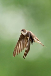 Sand martin (Riparia riparia), in flight, Reussegg nature reserve, Canton Aargau, Switzerland