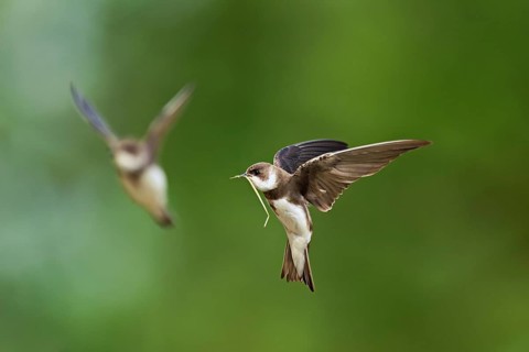 Sand martin (Riparia riparia), in flight with nesting material in its beak, Reussegg nature