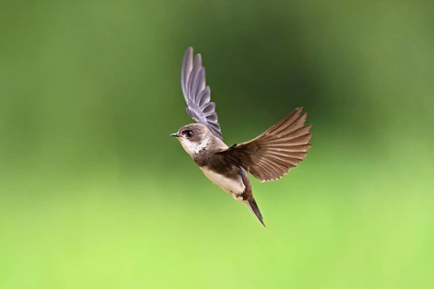 Sand martin (Riparia riparia), in flight, Reussegg nature reserve, Canton Aargau, Switzerland