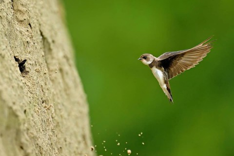 Sand martin (Riparia riparia), approaching the breeding tube, Reussegg nature reserve, Canton